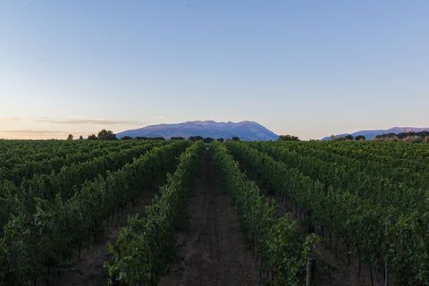 Le Prunaie olio e vino